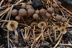 Lyophyllum anthracophilum