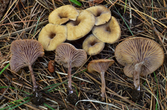 Pseudoomphalina