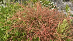 Hablitzieae