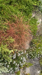 Hablitzieae