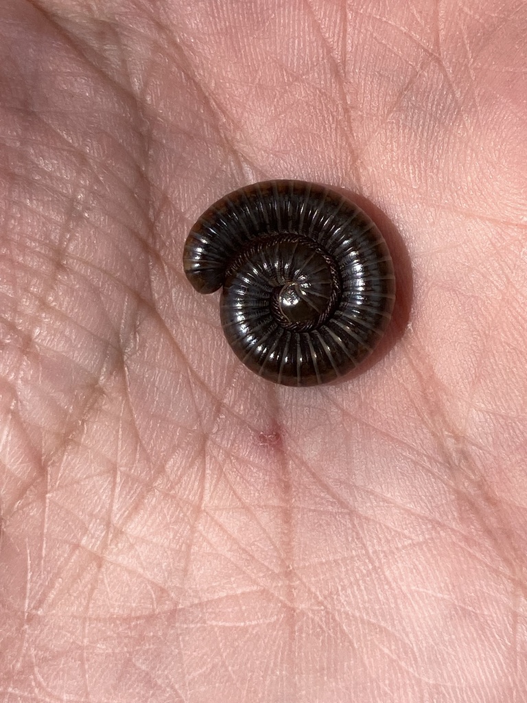 Choctella cumminsi