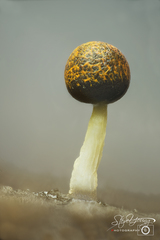 Physarum melleum