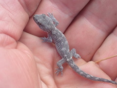 Diplodactylidae