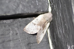 Orthosia pulchella
