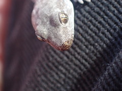 Diplodactylidae