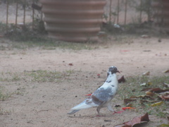 Columba livia domestica