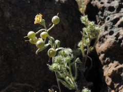 Physaria tenella