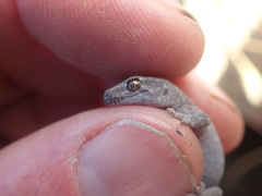 Diplodactylidae