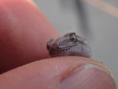 Diplodactylidae