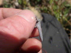 Diplodactylidae