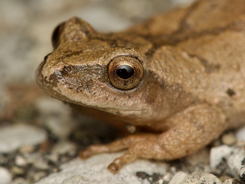 Spring Peeper photographed in Ohio