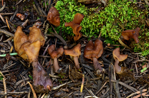 Saddle-shaped False Morel