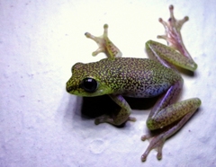 Hyperolius