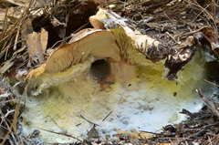 Leucopaxillus tricolor