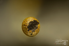 Physarum melleum