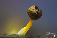 Physarum melleum