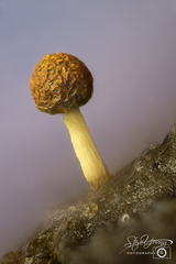 Physarum melleum