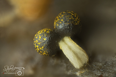 Physarum melleum