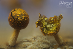 Physarum melleum