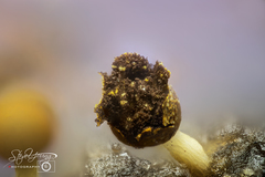 Physarum melleum