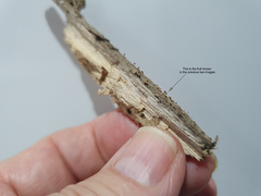 Physarum melleum