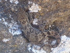 Diplodactylidae
