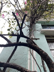 Bougainvillea spectabilis