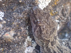Diplodactylidae