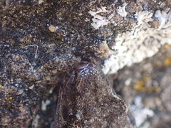 Diplodactylidae