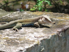 Aspidoscelis motaguae