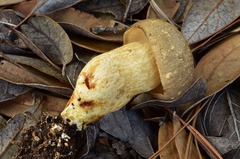 Retiboletus vinaceipes