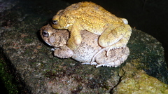 Sclerophrys maculata image