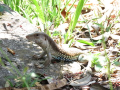 Aspidoscelis motaguae