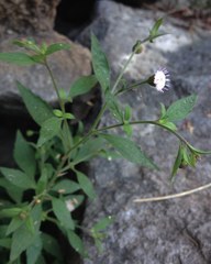 Fleischmannia arguta