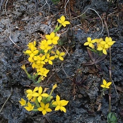 Kalanchoe garambiensis