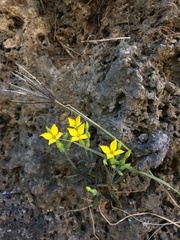 Kalanchoe garambiensis