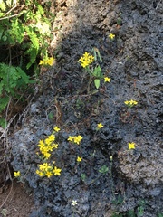 Kalanchoe garambiensis