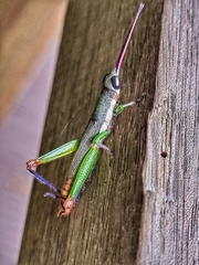 Mitricephala milleri