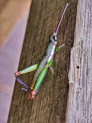 Mitricephala milleri