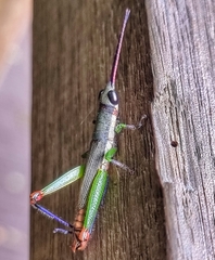 Mitricephala milleri