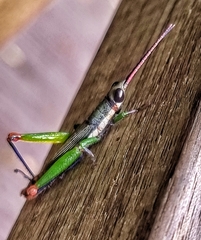 Mitricephala milleri