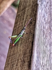 Mitricephala milleri