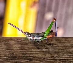 Mitricephala milleri