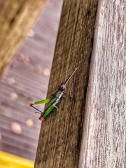 Mitricephala milleri