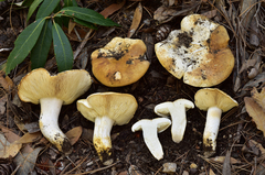 Tricholoma apium