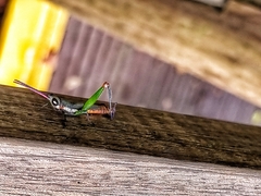 Mitricephala milleri