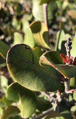 Stigmella prunifoliella