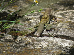 Aspidoscelis motaguae