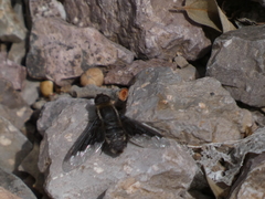 Hemipenthes seminiger