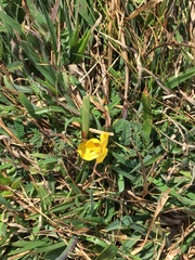 Chamaecrista garambiensis